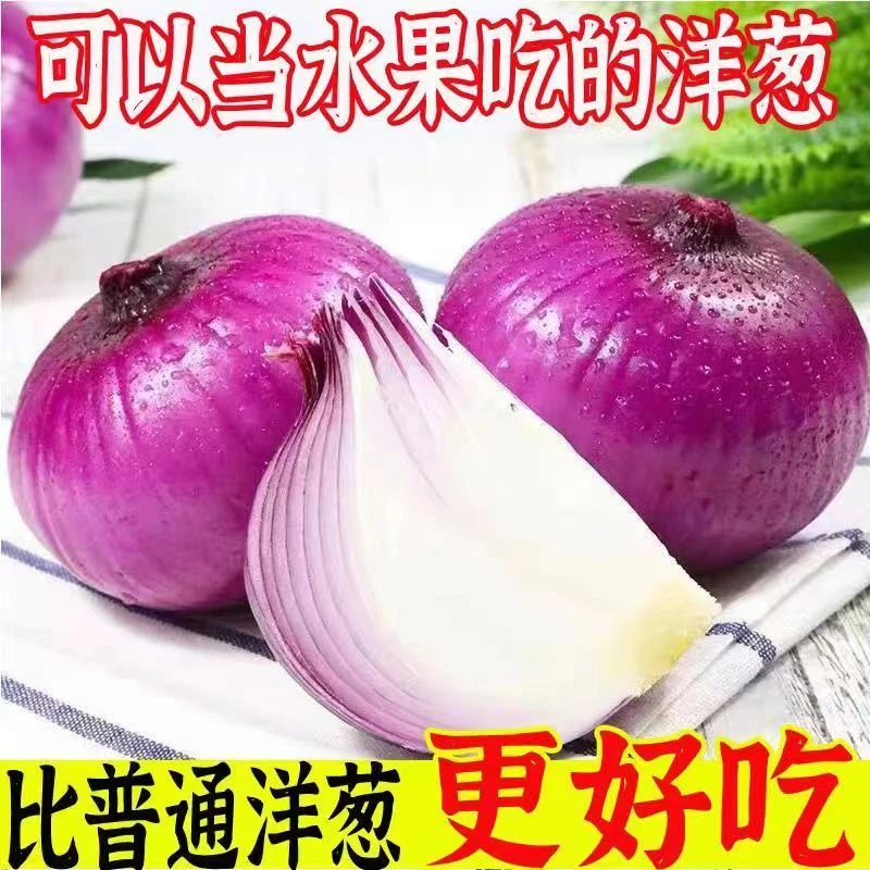 现挖紫皮洋葱新鲜洋葱5斤9斤水果口感洋葱凉拌菜葱头河南产地直发