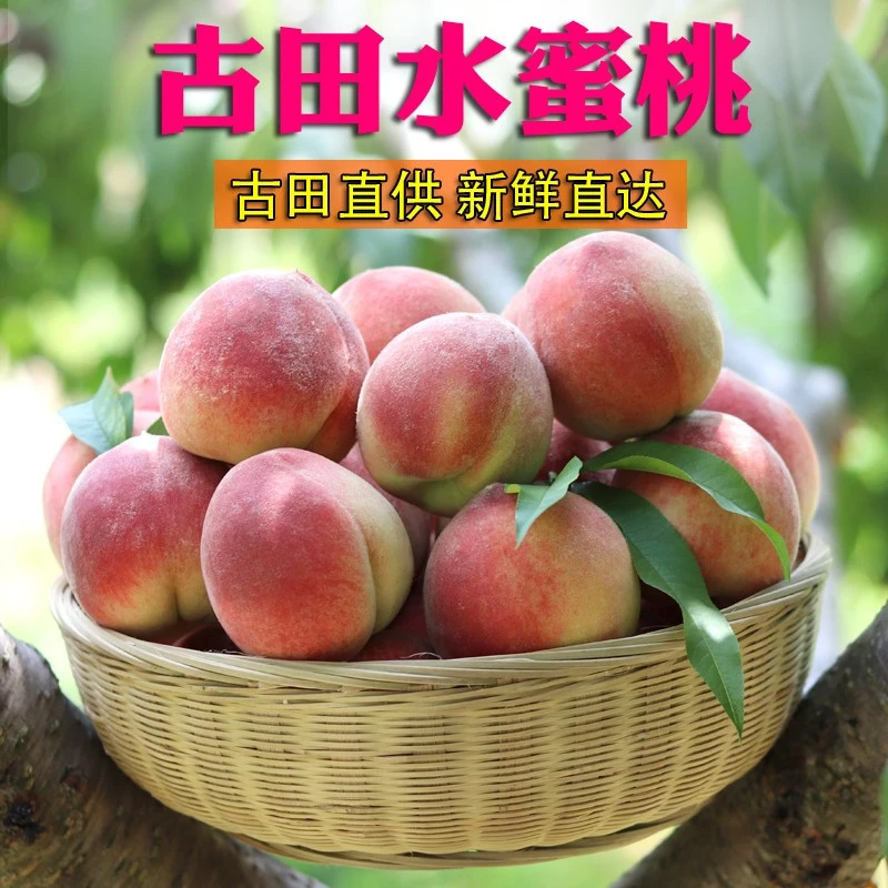 【顺丰直达】正宗福建古田水蜜桃子甜桃脆桃新鲜水果5斤礼盒装包邮
