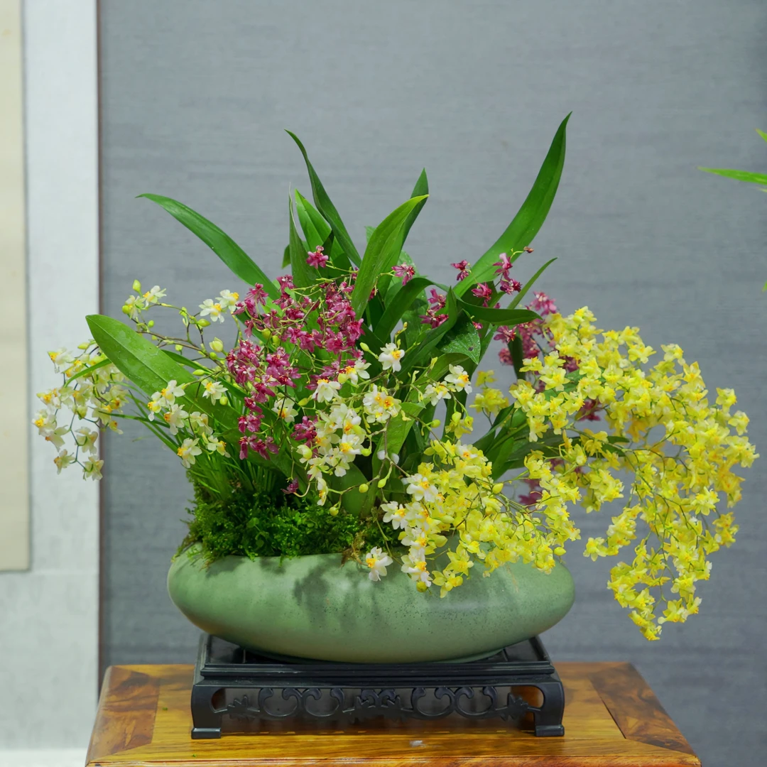 兰花[文心兰]带花苞浓香型带陶瓷盆种好勤花勤芽好养易活