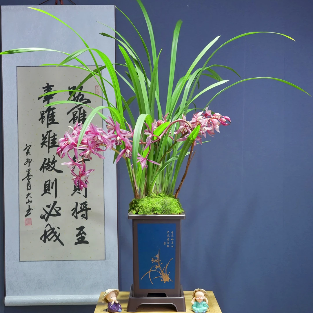 兰花[香香公主]带花苞浓香型带国风盆种好勤花勤芽