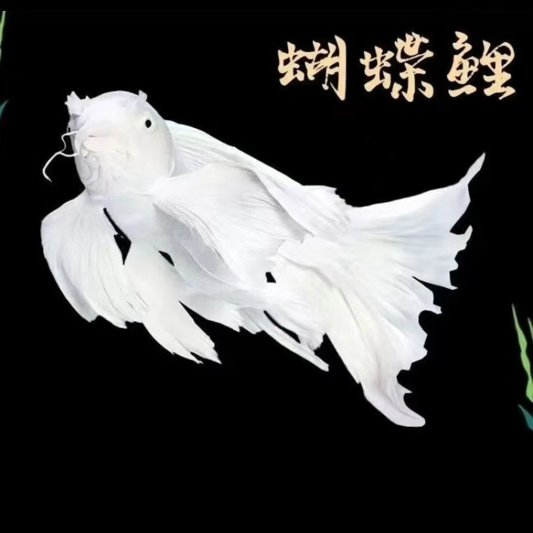 精品台湾蝴蝶鲤普身 短身 球体观赏鱼 大鳍大尾 冷水淡水鱼