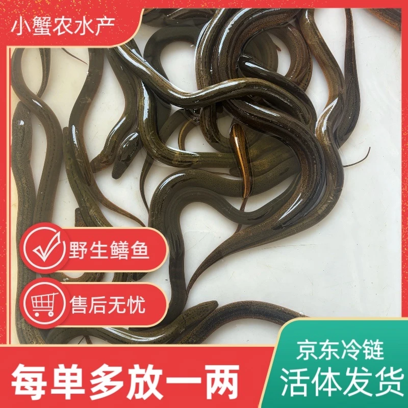 3-6两 江苏兴化 河道野生黄鳝 活体冷链发货