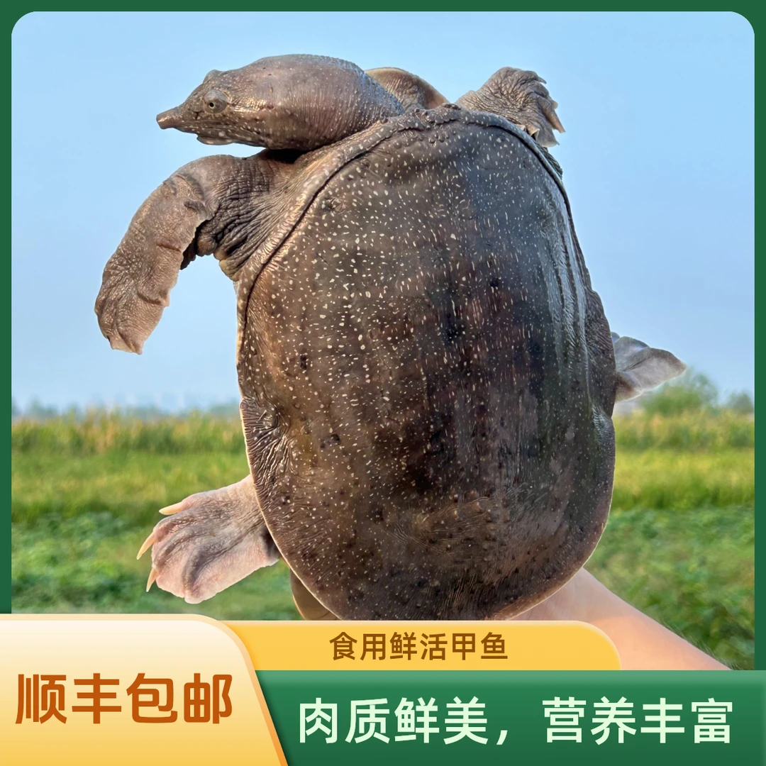 【3只装5-6斤】三只鲜活食用甲鱼水鱼老鳖、顺丰包邮包活