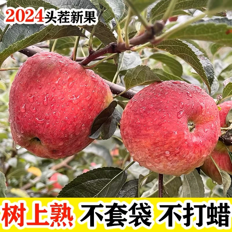 云南2024早茬新鲜苹果富源嘎啦新鲜苹果