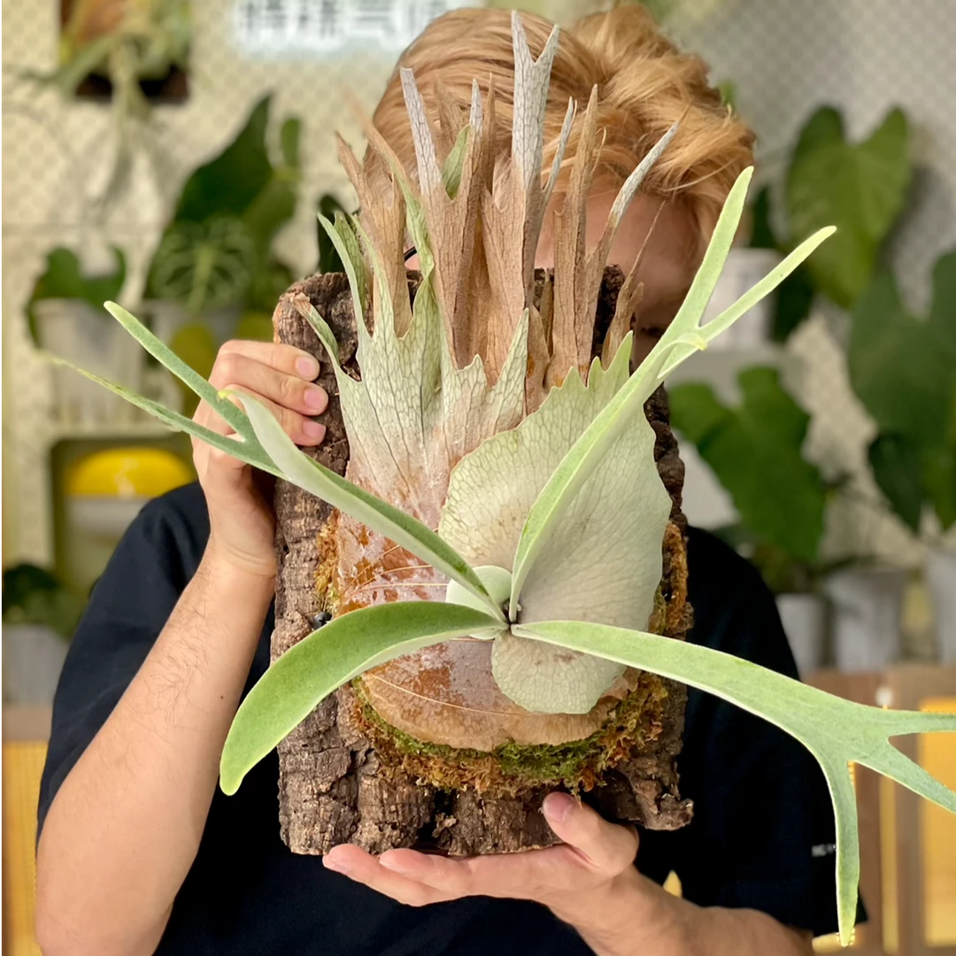 金刚狼鹿角蕨【奥本河银鹿x爪哇】热植ins室内阳台观叶植物绿植