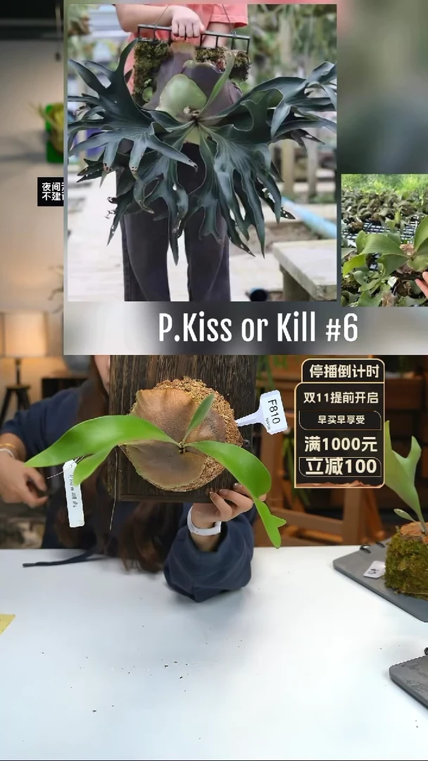 【闪购商品】F810-KK6