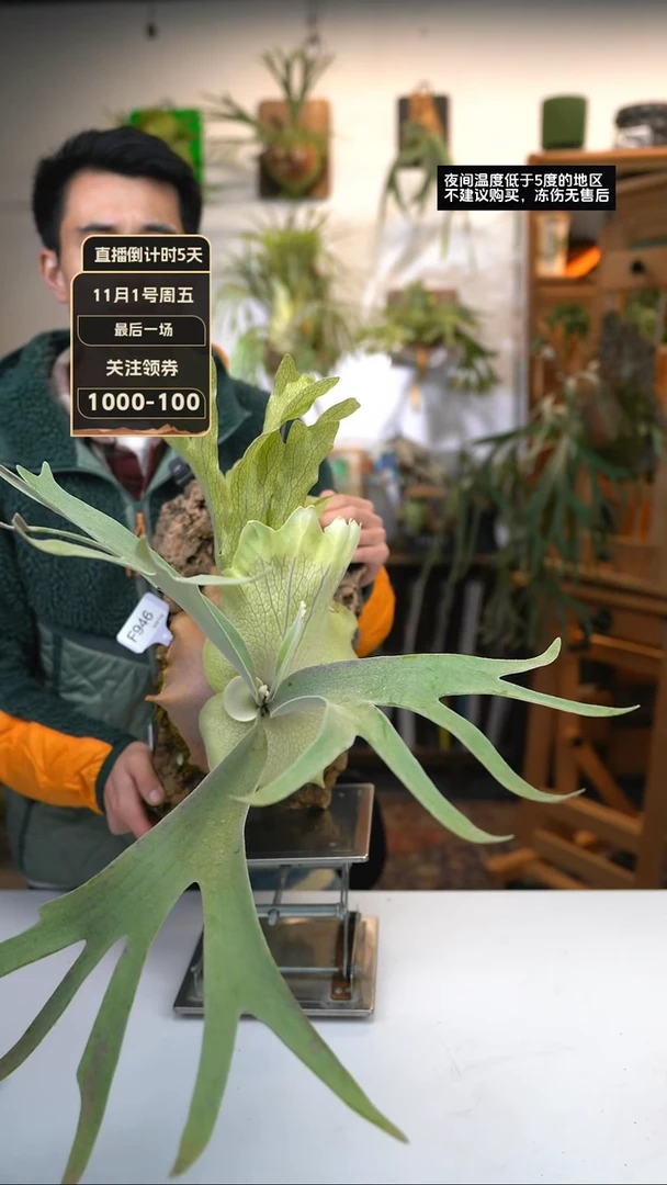 【闪购商品】F946-冰月（老手微瑕