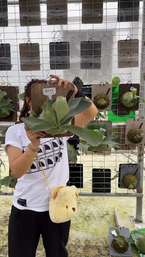 【闪购商品】G111-雷神