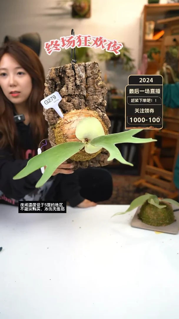 【闪购商品】G279-春雨