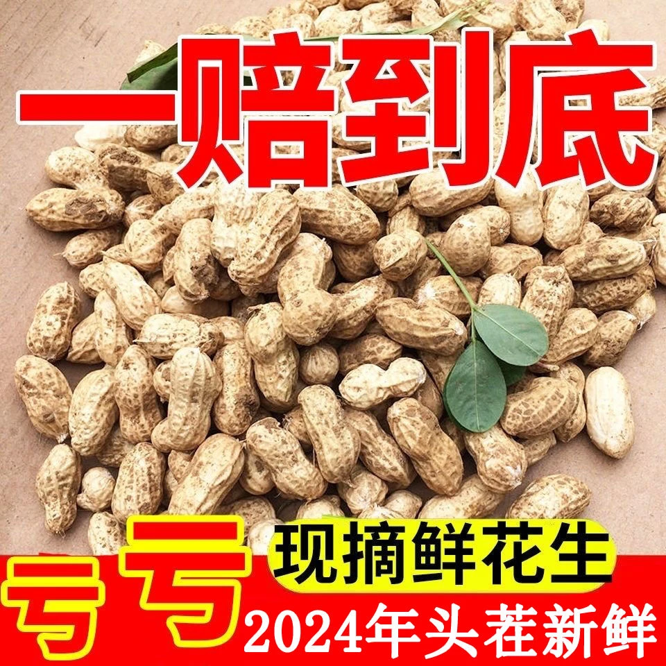 【团】2024年新鲜花生 黄河滩鲜花生 带壳 脆甜 自种 保证品质