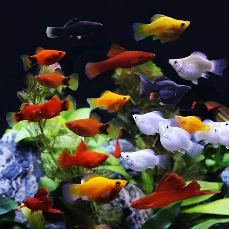 [玛丽球胎生鱼]观赏小鱼斑马鱼耐活好养冰蓝热带鱼淡水鱼繁殖