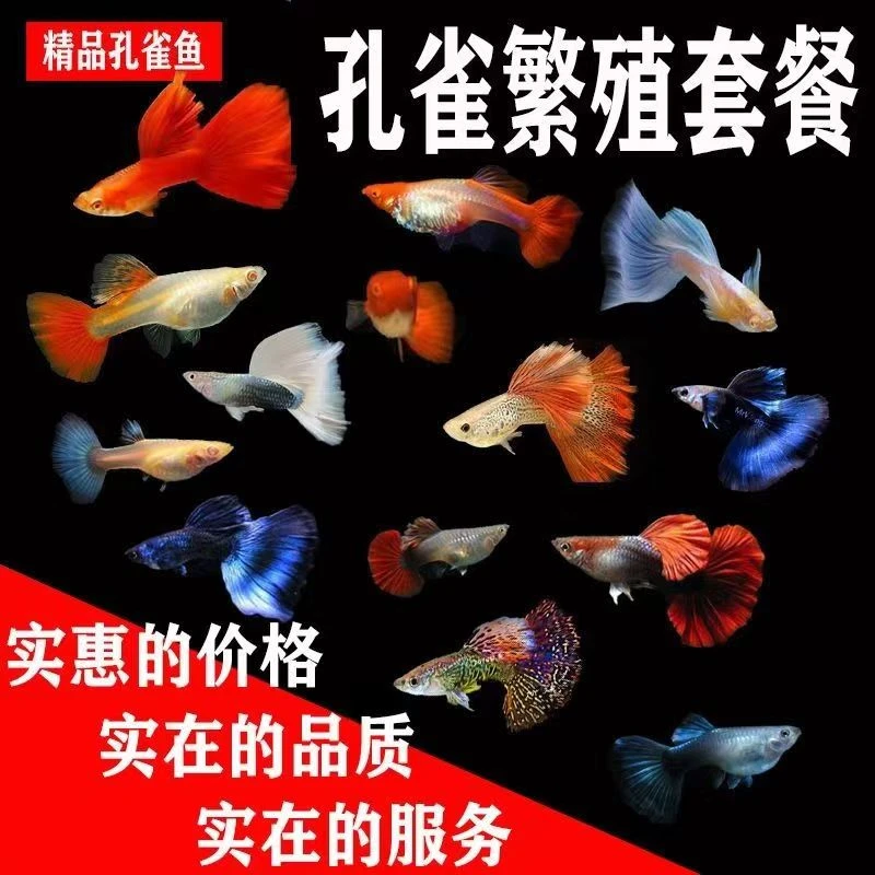 【精品孔雀鱼组合】2-3厘米可繁殖观赏鱼热带鱼淡水鱼小型鱼耐活