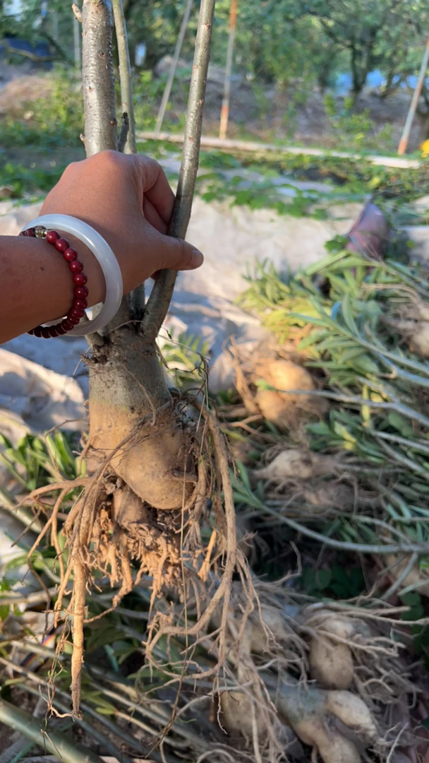 沙漠玫瑰裸根微瑕不售后一物一拍