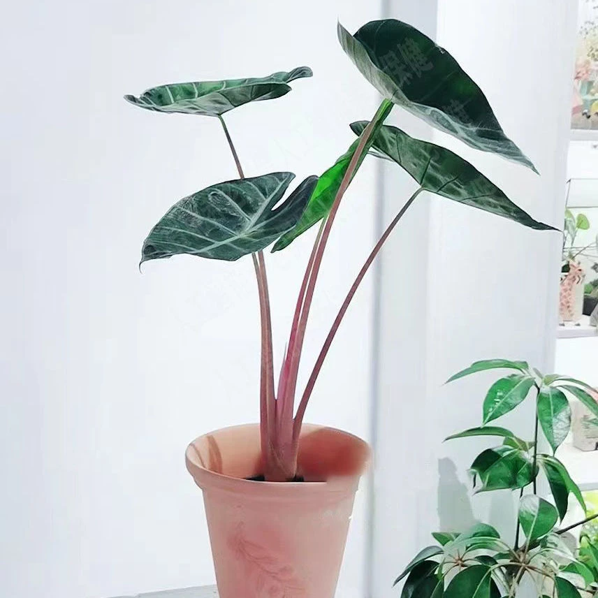 粉龙海芋，室内绿植