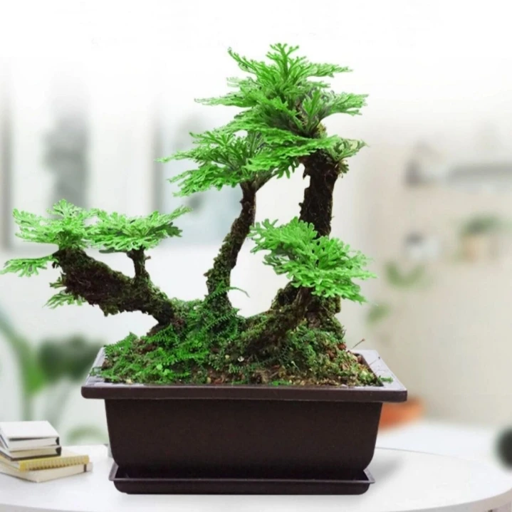 卷柏盆景绿植素材