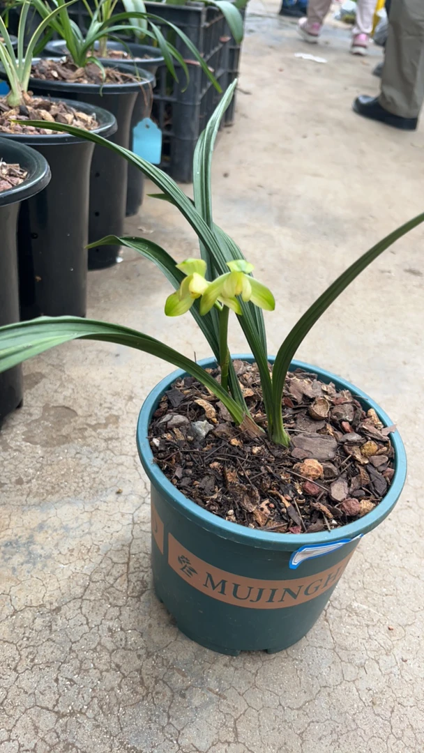 建兰君荷素花两苗