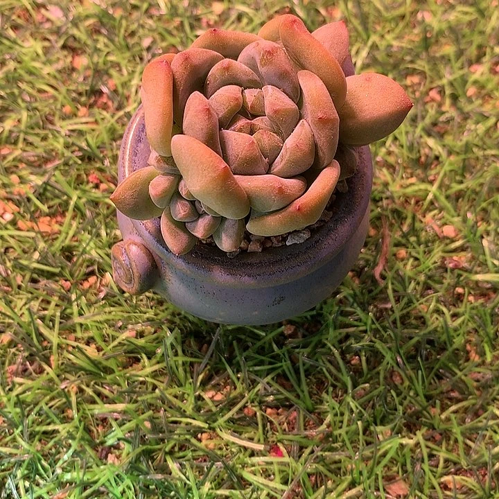 一物一拍，星影群带盆
