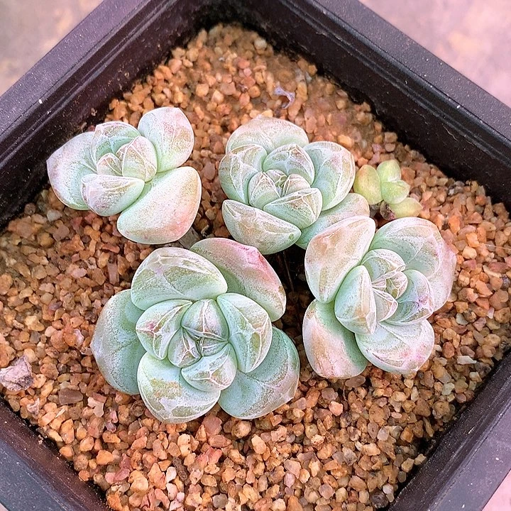 一物一拍，精控小脸冰玉