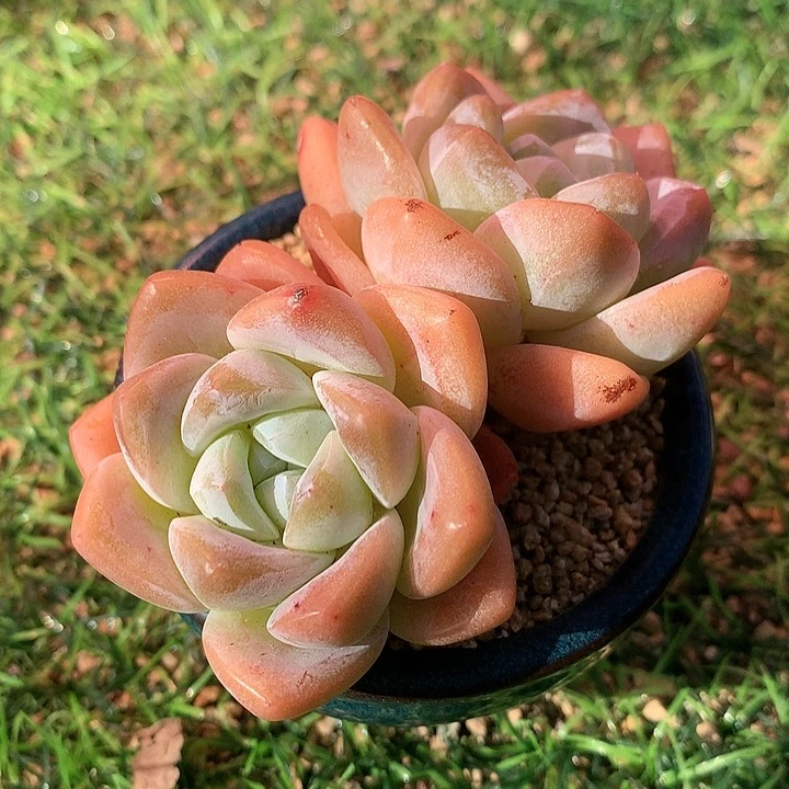 一物一拍，3颗福利精控老庄冰玉