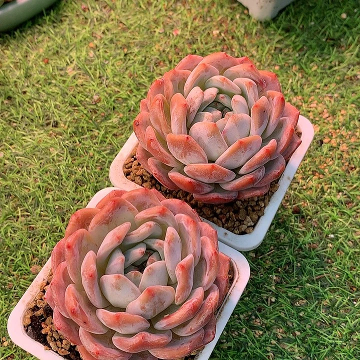 一物一拍,精控橙梦露两颗福利