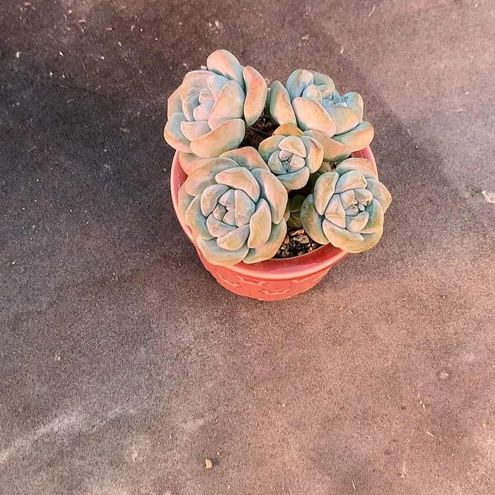 吃****…一物一拍,冰玉群带盆