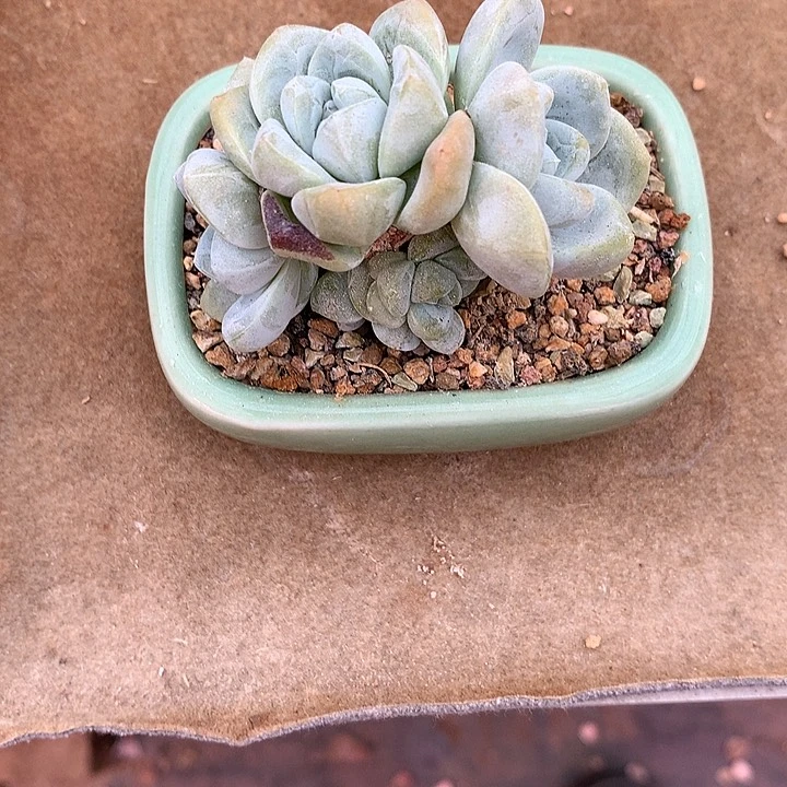 ❤️****一物一拍，冰玉