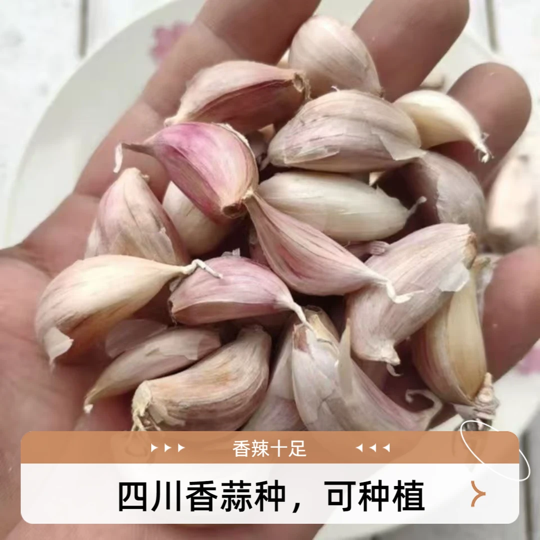 【可种植可食用】四川蒜种长蒜苗软叶蒜红根苗大小都有人工剥蒜辣味