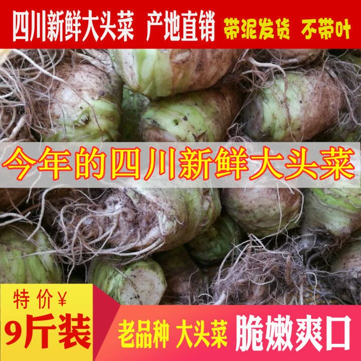 【四川大头菜】老品种3/5/9斤芥菜疙瘩咸菜农家蔬菜现摘大小发货