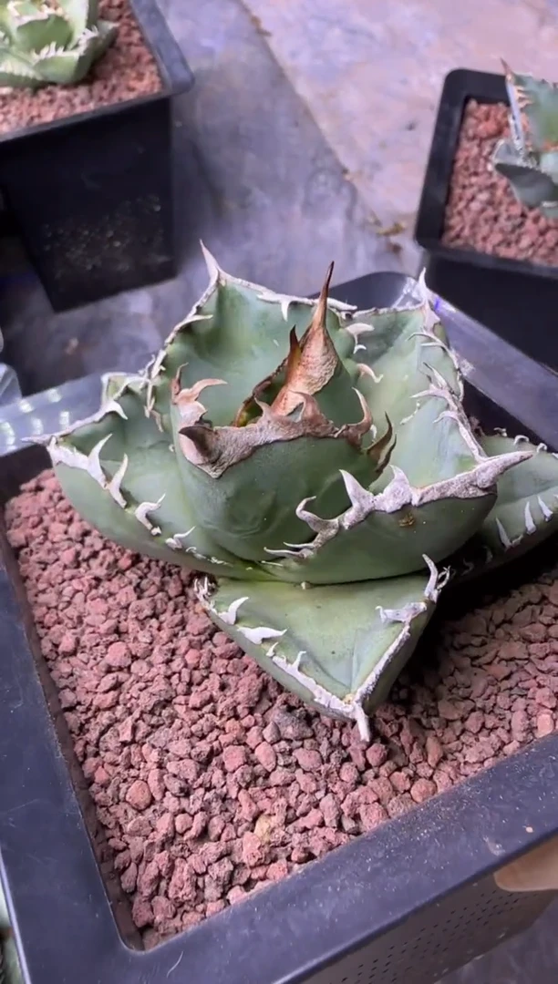 【闪购商品】立可白仁王冠龙舌兰