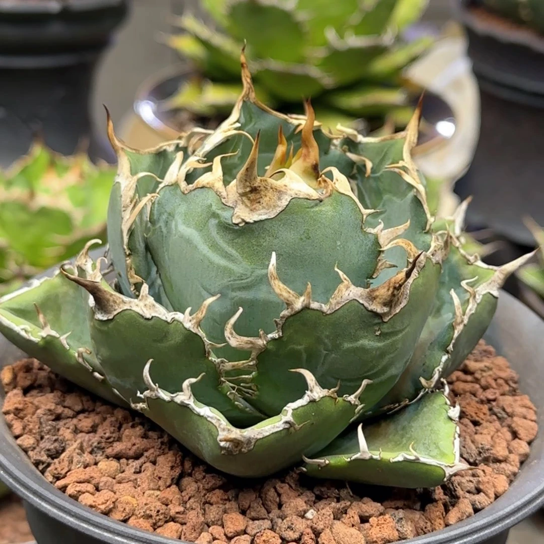 白鲸仁王冠龙舌兰