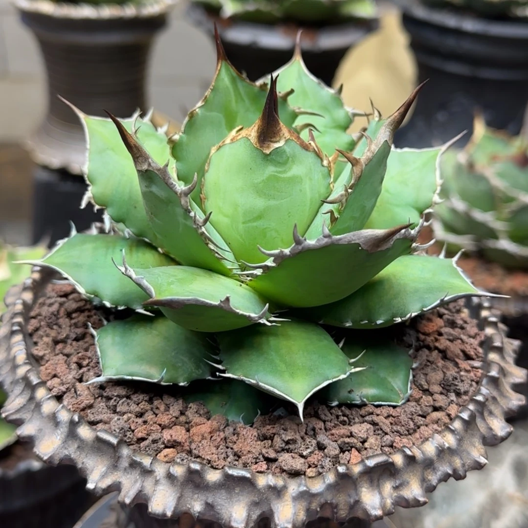 076啦啦啦啦啦啦