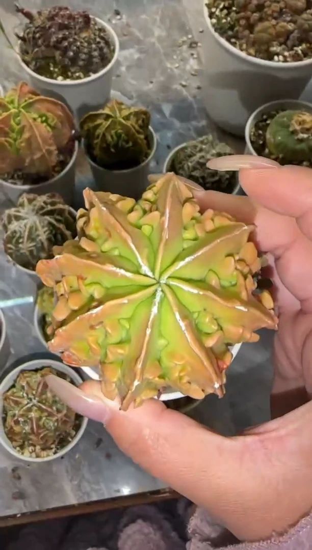 【闪购商品】鸾凤玉核桃