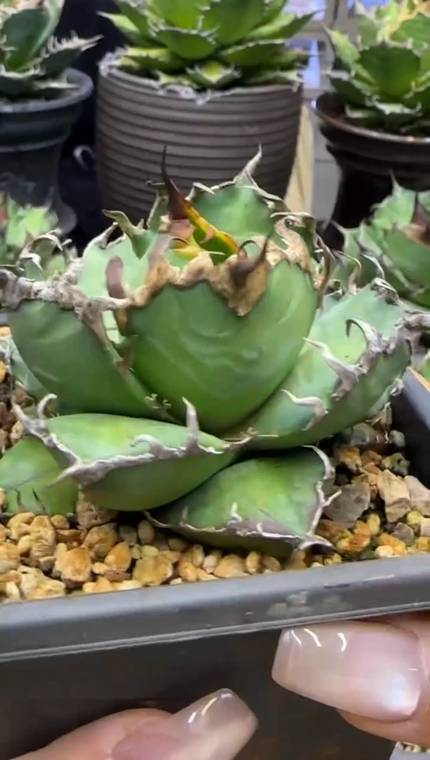 【闪购商品】凯撒仁王冠龙舌兰