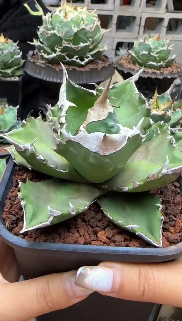 【闪购商品】白火焰仁王冠