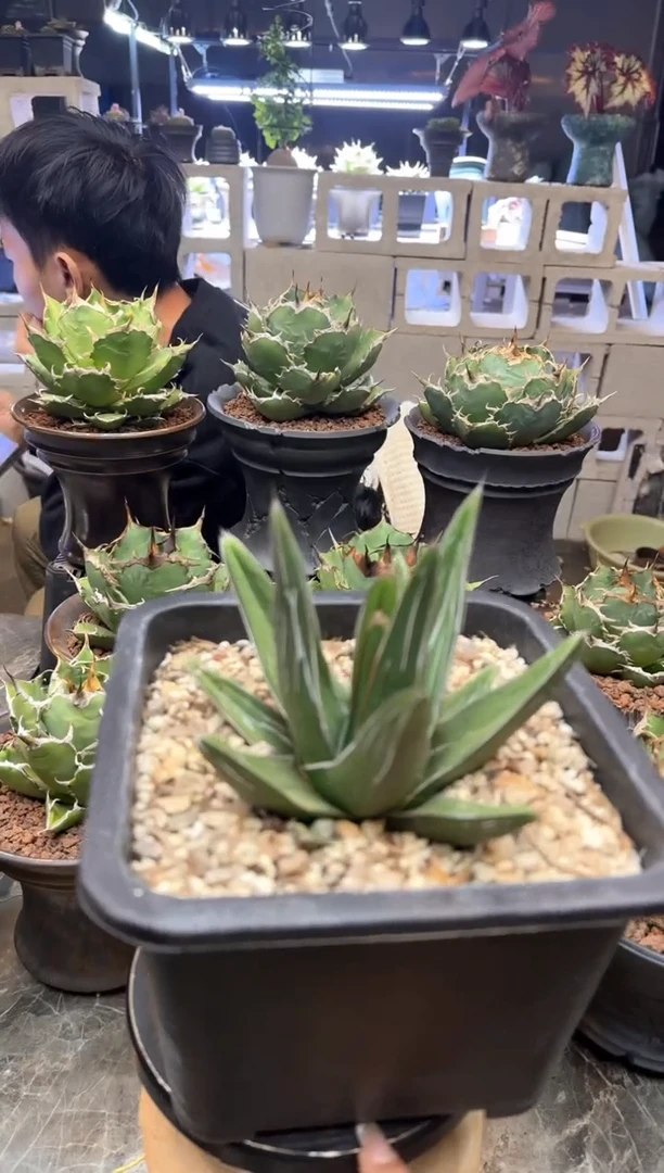 【闪购商品】不知名名字的龙舌兰