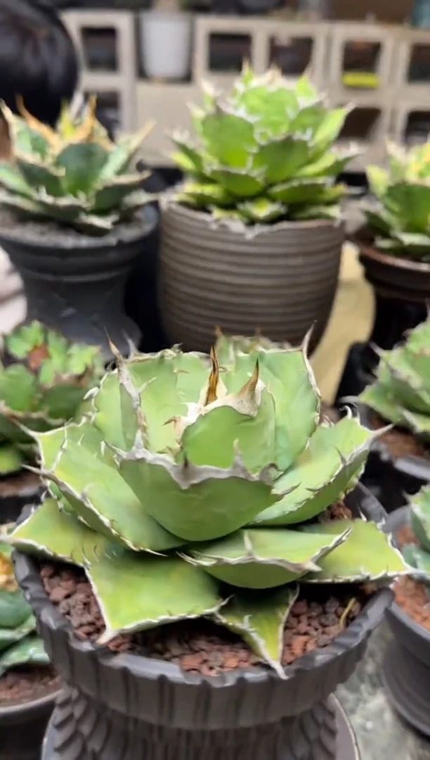 【闪购商品】金鲸仁王冠龙舌兰