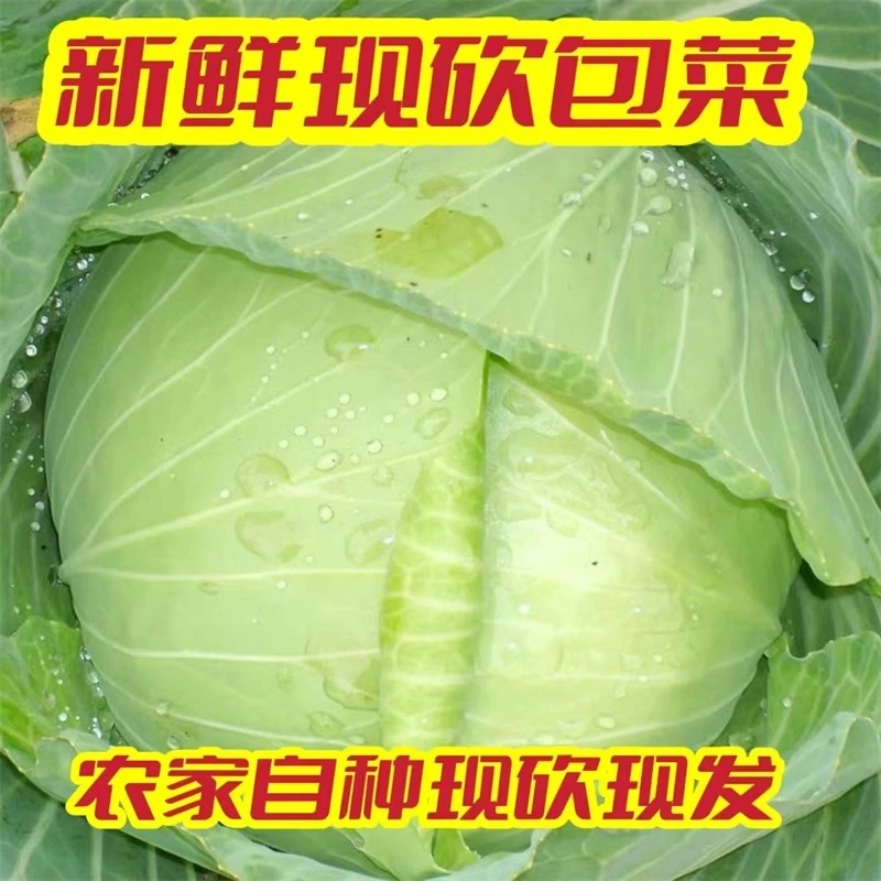 湖北天然生态圆包菜农家自种现采现发新鲜卷心菜扁甘蓝3-5斤蔬菜