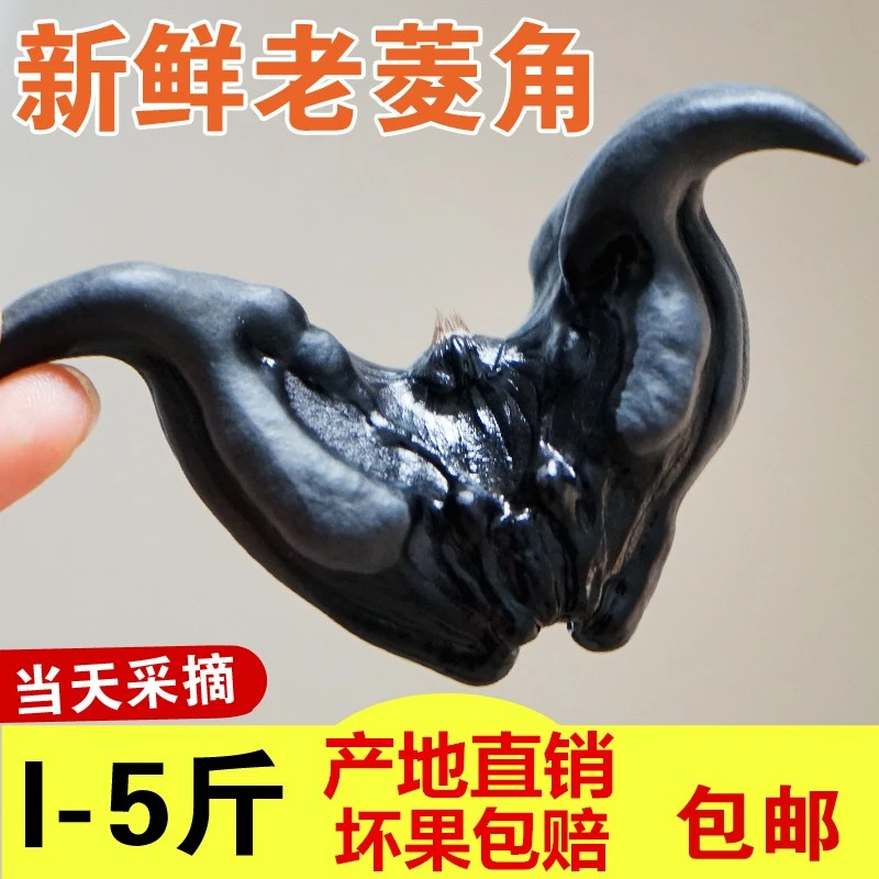 新鲜菱角1斤装现摘生吃脆甜当季当天新鲜水果蔬菜即食大小嫩菱角