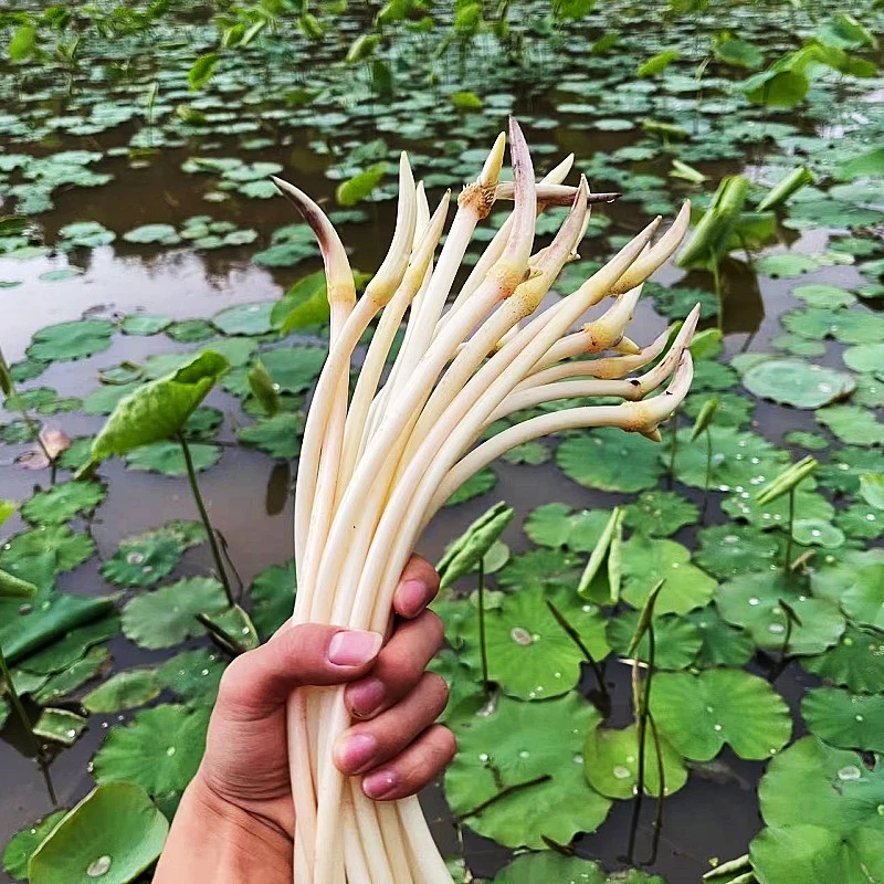 新鲜莲藕尖现采300g特嫩脆甜藕带蔬菜湖南食用藕肠子笔尖藕