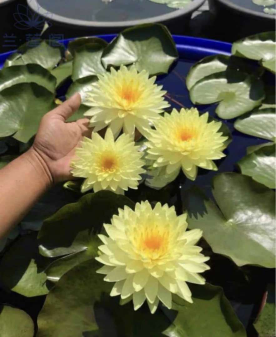 耐寒睡莲（普拉卡）园区直发 包对版种植阳台庭院容易春天