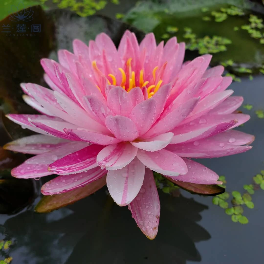 耐寒睡莲（夹克丰）变色龙 可以开粉 白 一半白一白粉的颜色