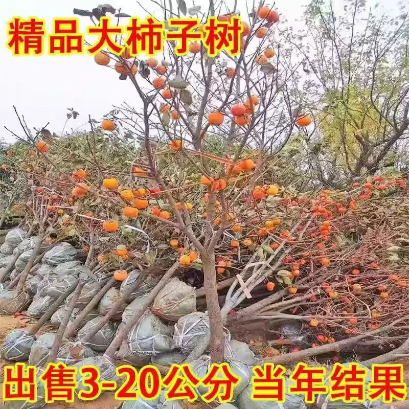 【一物一拍】 精品柿子树 水果脆柿 阳丰太秋 南方北方盆栽地载庭院
