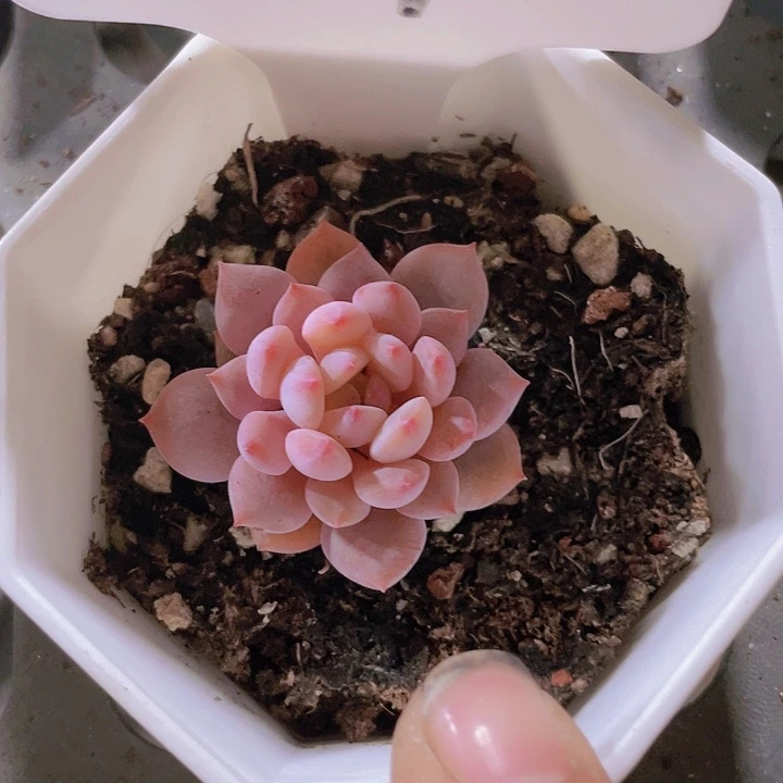 把****，星星雪a096一物一拍