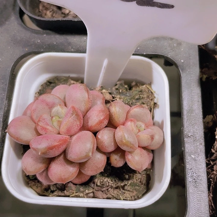 葡萄e032一物一拍