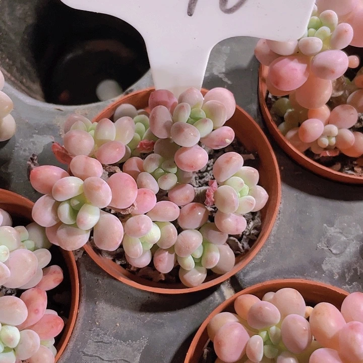 岚*洛可可e096一物一拍