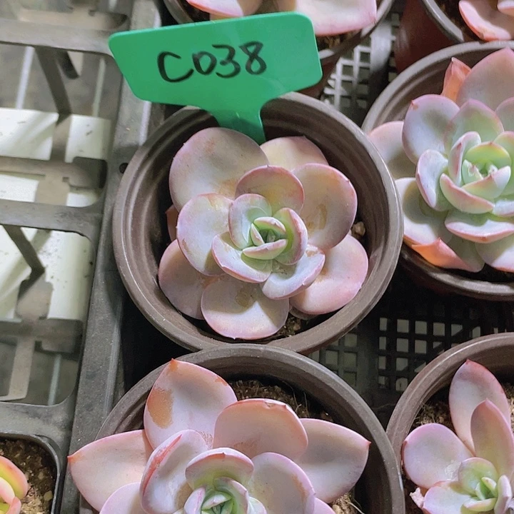 布鲁蓝c038一物一拍