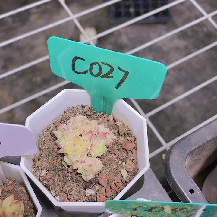 麦秆c027一物一拍