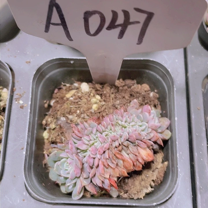 纸飞机缀a047一物一拍