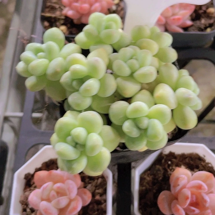 胭***灬奶酪蛋糕e020一物一拍