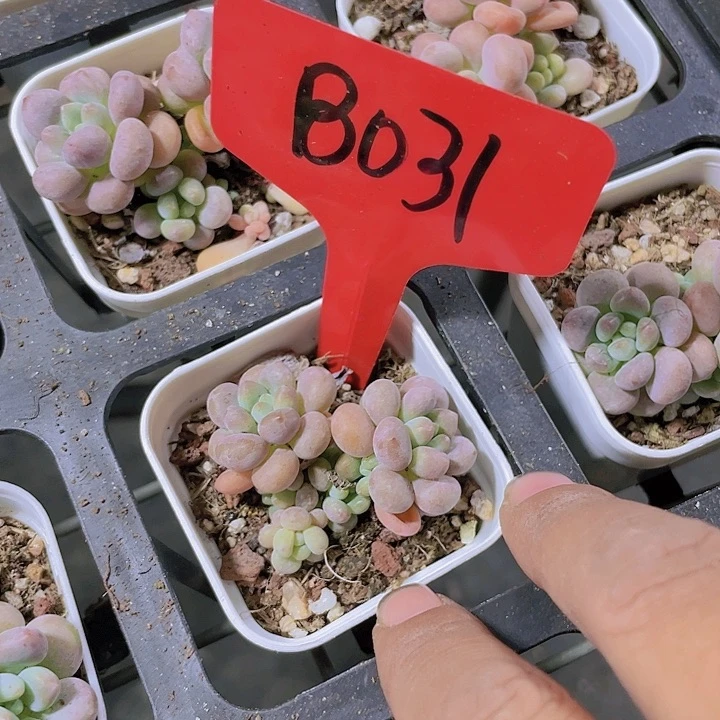 洛神奶b031一物一拍